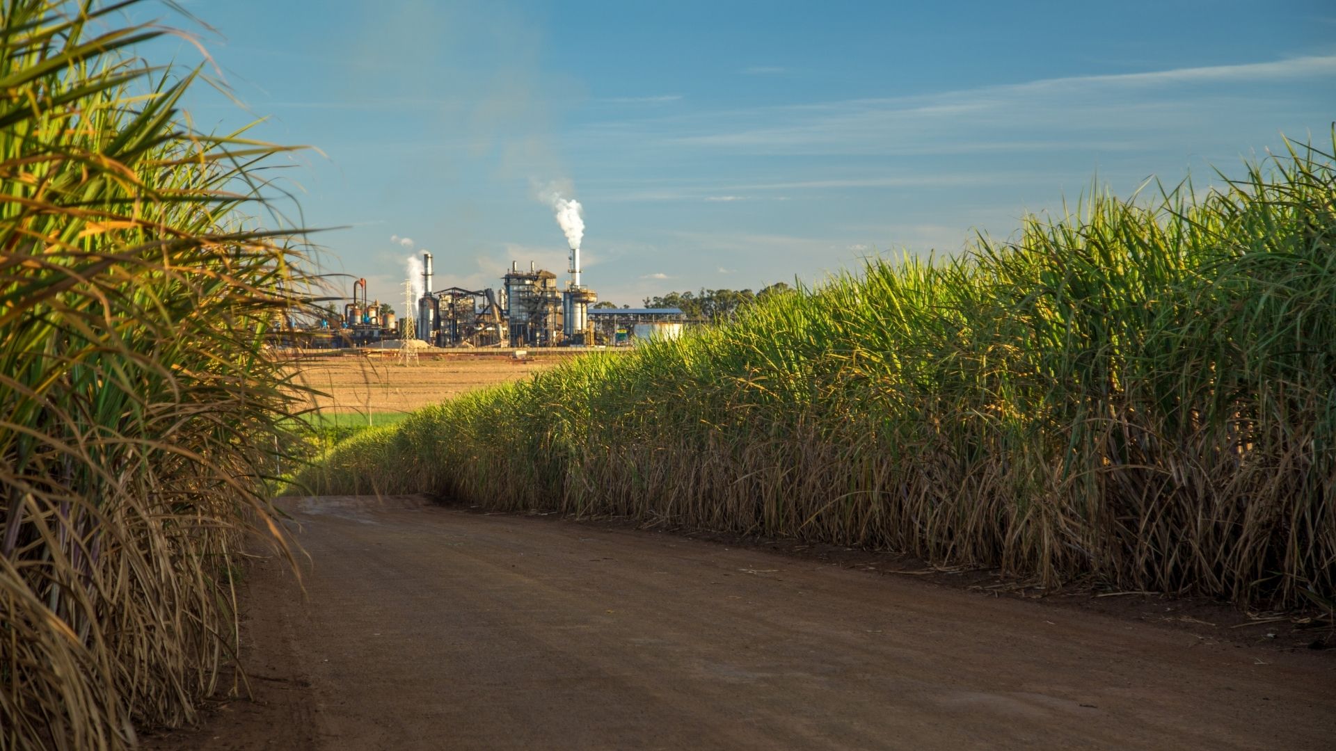 sugar cane factory